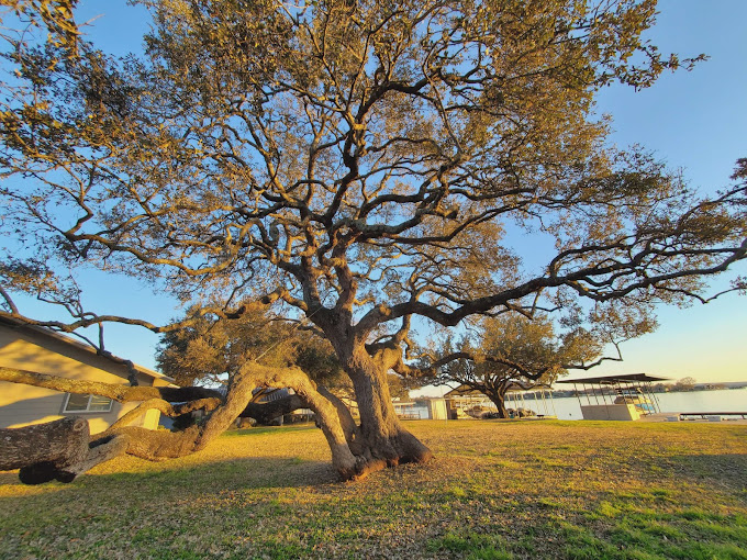 Crown Tree Cleaning