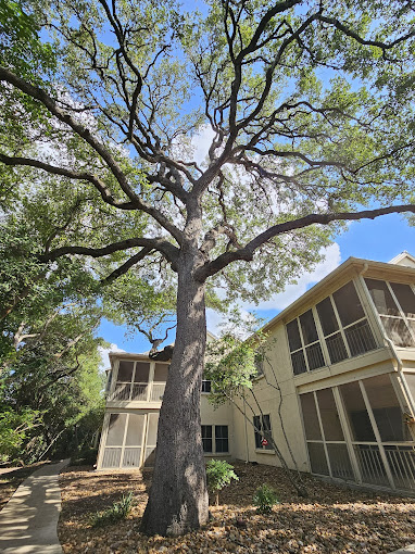 Tree Trimming Services